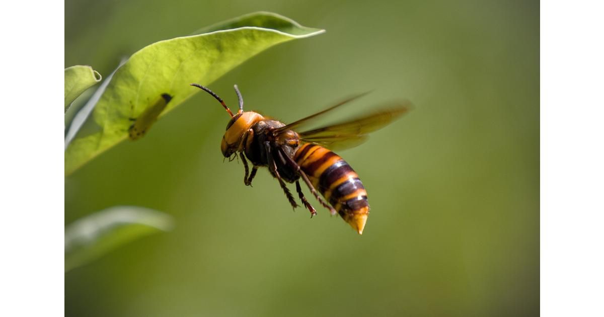 Identifier et se débarrasser des insectes volants dans la maison